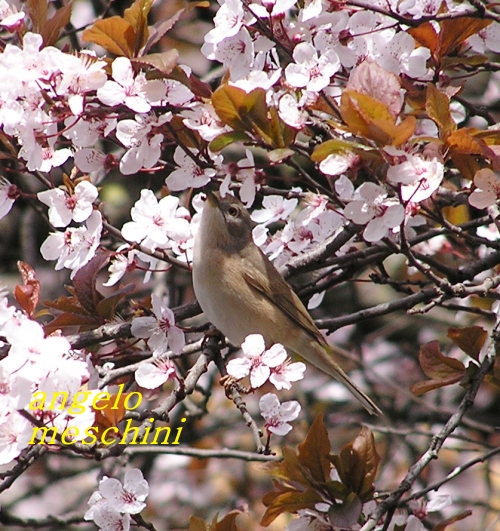 Sterpazzola - Sylvia communis